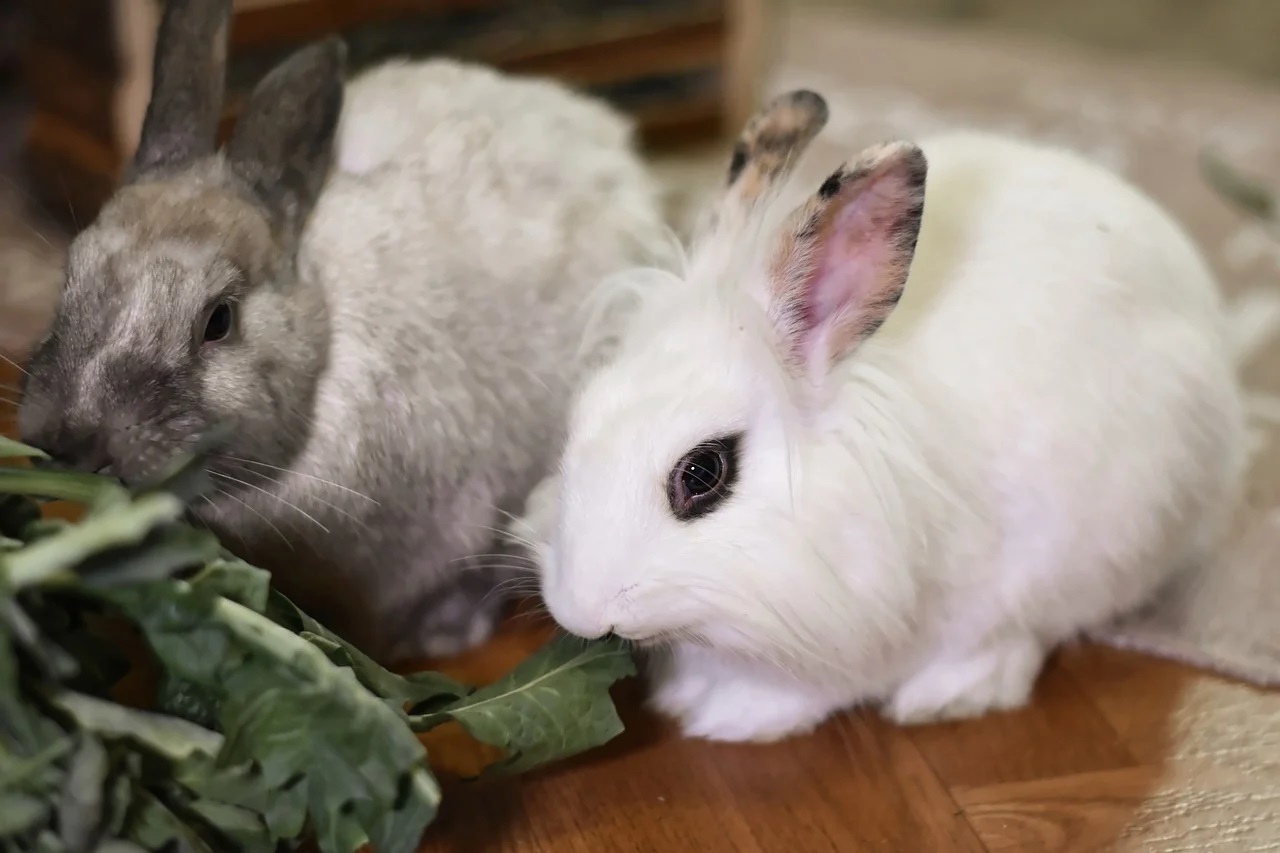 Découvrez les meilleurs conseils pour le bien-être de votre lapin