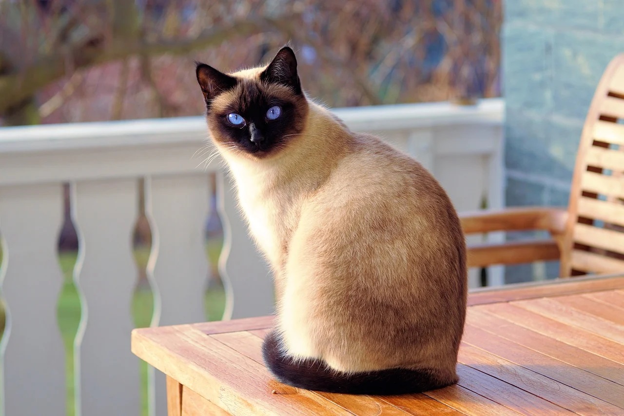 Les clés pour décoder le langage corporel des chats