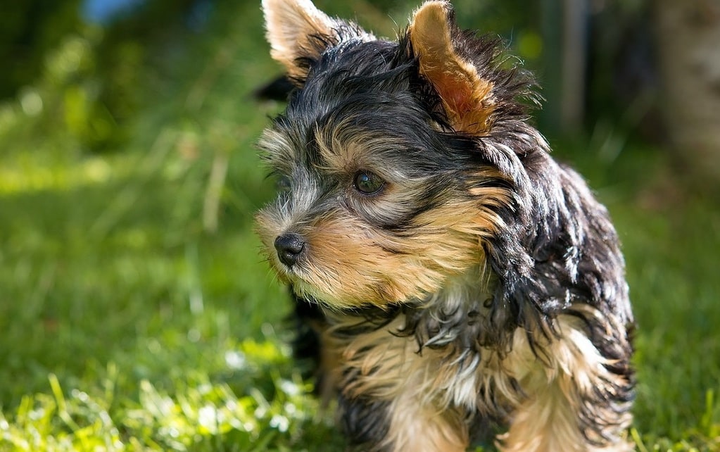 Préparer l'arrivée de son nouveau chien